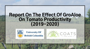 Report On The Effect Of GroAloe On Tomato Productivity